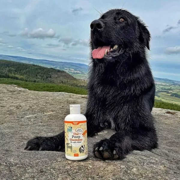 Pamper Your Pets in Style